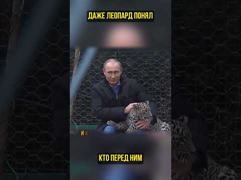 Путин превратил хищника в котика (перевод Бенни Джонсон)