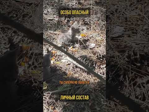 Когда русский мужик встречает котят (перевод Бенни Джонсон)